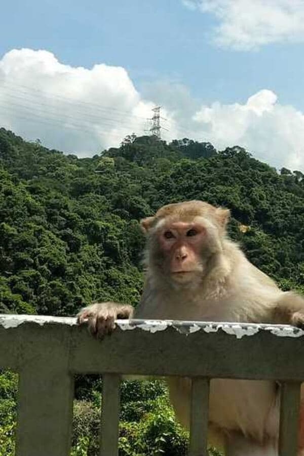 金山(馬騮山) (Kam Shan (Monkey Hill))
